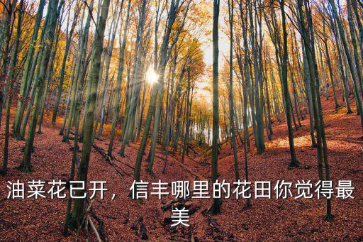 油菜花已開，信豐哪里的花田你覺得最美