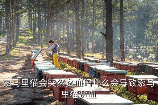 德陽哪里賣索馬里貓,什么會導致索馬里貓貧血