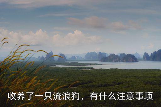 收養(yǎng)了一只流浪狗，有什么注意事項(xiàng)