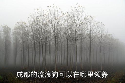 成都的流浪狗可以在哪里領(lǐng)養(yǎng)