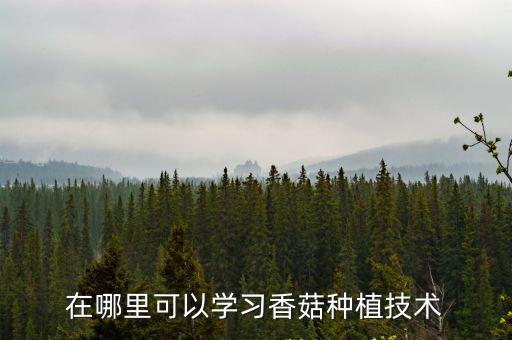 成都香菇種植基地在哪里,在哪里可以學習香菇種植技術