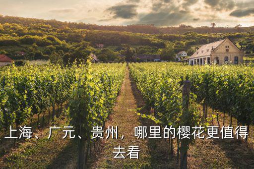 上海、廣元、貴州，哪里的櫻花更值得去看