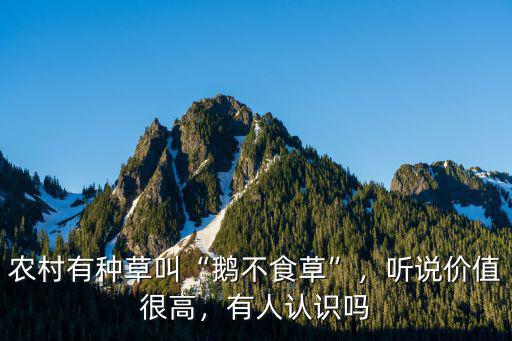農村有種草叫“鵝不食草”，聽說價值很高，有人認識嗎