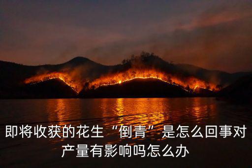 四川巴中哪里有收花生的,哪里可以找到收花生的地方