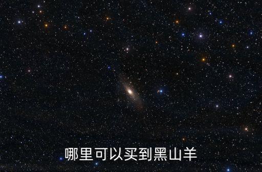 鄭州哪里能買到真正的黑山羊,哪里能買到波兒山羊