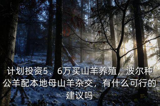 四川哪里有波爾山羊種公羊,波爾種公羊配本地母山羊雜交