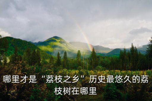 四川合江哪里有荔枝樹,歷史最悠久的荔枝樹在哪里