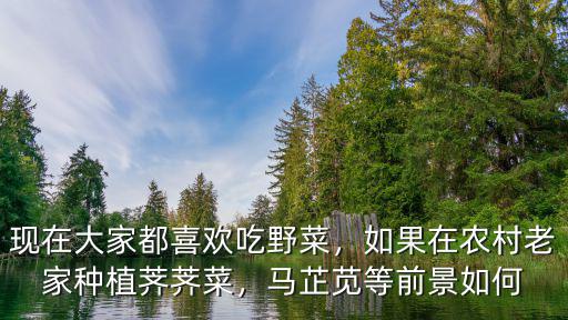 焦作最多的薺薺菜在哪里,有知道薺薺菜的嗎