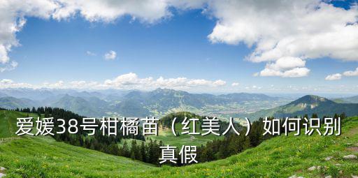 四川愛媛38號紙箱定做在哪里,四川愛媛38號果肉橙怎么樣