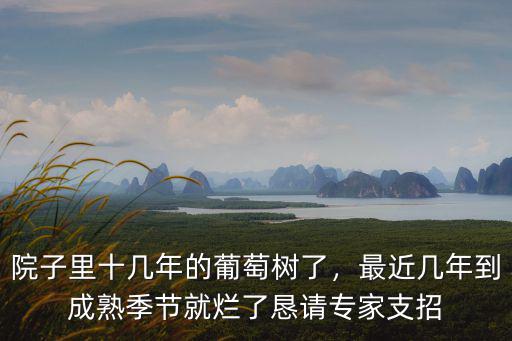 院子里十幾年的葡萄樹了，最近幾年到成熟季節就爛了懇請專家支招