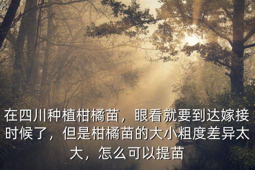 四川柑橘苗哪里好,在四川種植柑橘苗