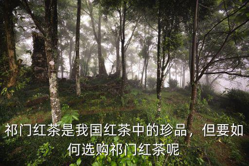 祁門紅茶是我國(guó)紅茶中的珍品，但要如何選購祁門紅茶呢
