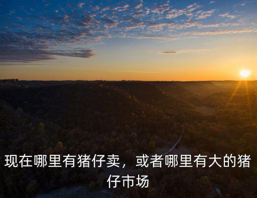 四川閬中哪里有小豬仔出售,現(xiàn)在哪里有豬仔賣