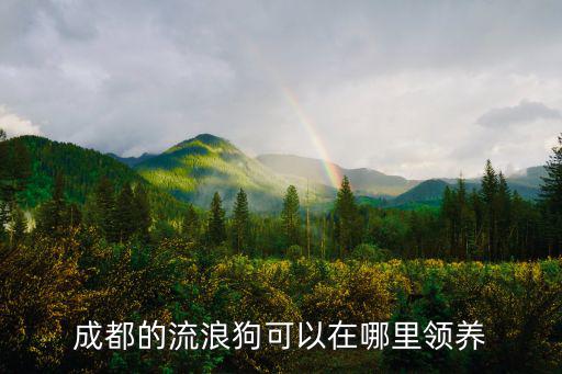 成都的流浪狗可以在哪里領(lǐng)養(yǎng)