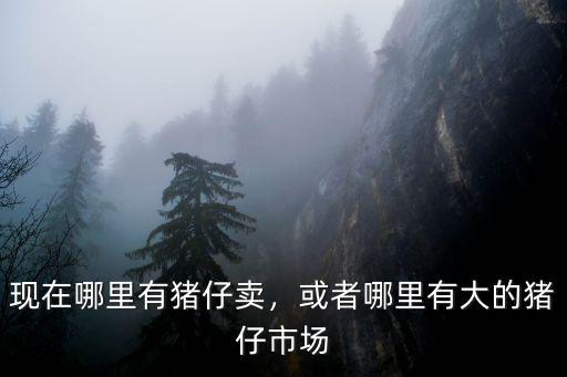 現在哪里有豬仔賣，或者哪里有大的豬仔市場