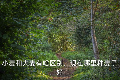小麥和大麥有啥區(qū)別，現(xiàn)在哪里種麥子好