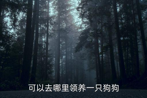 可以去哪里領(lǐng)養(yǎng)一只狗狗