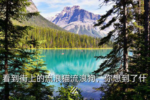 河南的流浪狗流浪貓怎么樣了,看到街上的流浪貓流浪狗