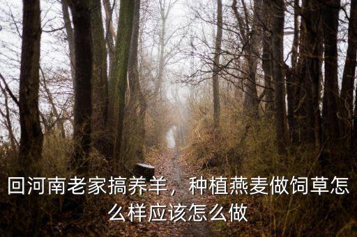 回河南老家搞養羊，種植燕麥做飼草怎么樣應該怎么做