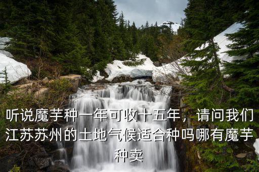 達州哪里有魔芋種賣,哪有魔芋種賣