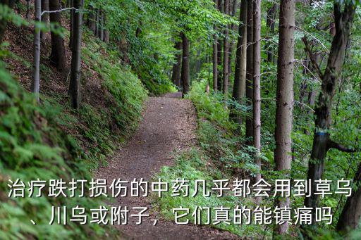 治療跌打損傷的中藥幾乎都會用到草烏、川烏或附子，它們真的能鎮痛嗎