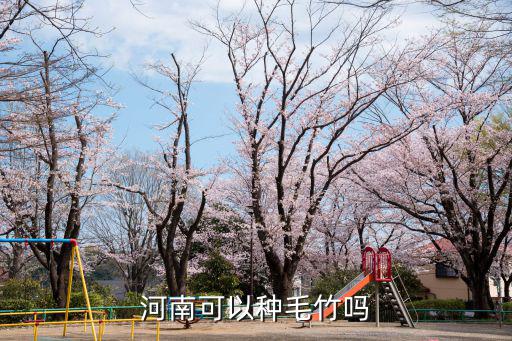河南可以種毛竹嗎