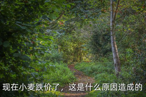 漯河小麥現在怎么樣了,現在小麥跌價了