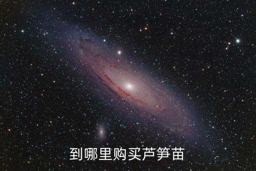 巴中哪里在賣蘆筍種子,到哪里購買蘆筍苗
