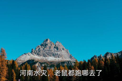河南水災，老鼠都跑哪去了