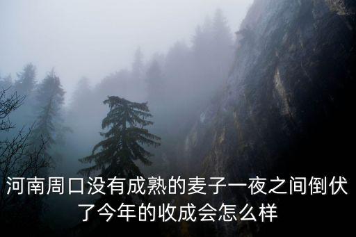 濟南今年的河南人麥子怎么樣,今年的收成會怎么樣