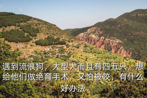 德陽哪里有給狗做絕育手術,給狗狗做絕育手術