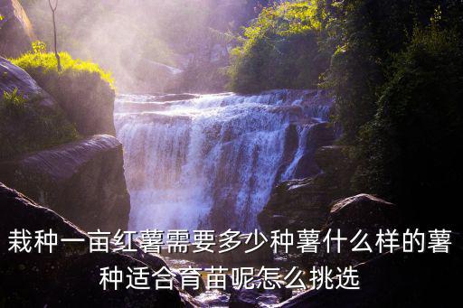 栽種一畝紅薯需要多少種薯什么樣的薯種適合育苗呢怎么挑選