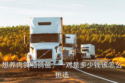 安徽定遠鴿子多少錢一對,觀賞鴿子通常多少錢一對