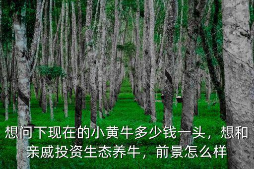 保定雜交牛黃牛一頭多少錢,雜交牛和黃牛肉質哪個好