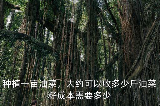 油菜專用復合肥多少錢,栽種油菜用什么復合肥好