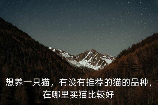 英國短毛貓在成都哪里可以買,在哪里買貓比較好