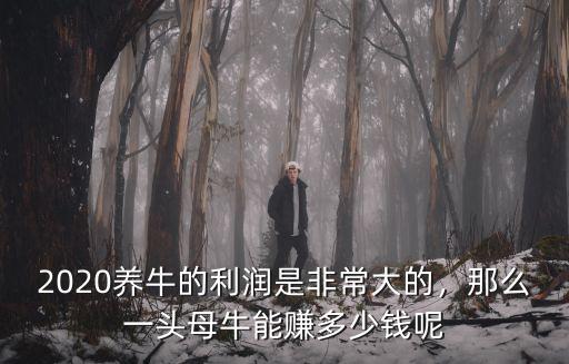 2020養牛的利潤是非常大的，那么一頭母牛能賺多少錢呢