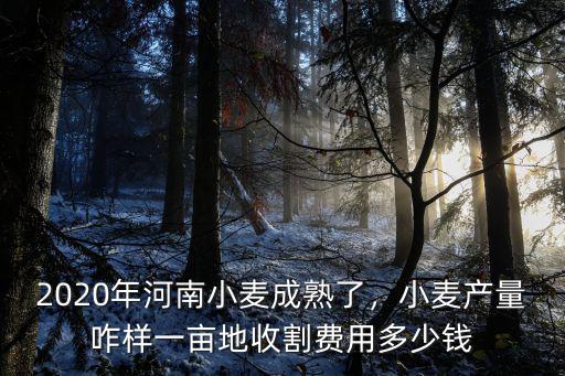 2020年河南小麥成熟了，小麥產量咋樣一畝地收割費用多少錢