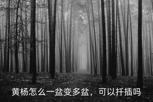 鄭州黃楊怎么繁殖,黃楊怎么一盆變多盆