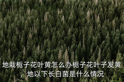 地栽梔子花葉黃怎么辦梔子花葉子發黃，地以下長白菌是什么情況