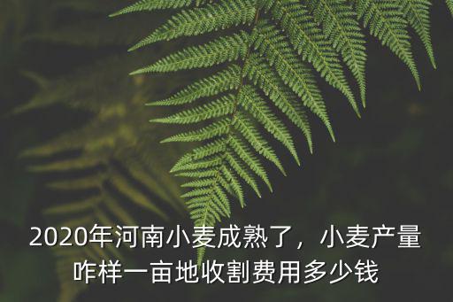 2020年河南小麥成熟了，小麥產(chǎn)量咋樣一畝地收割費用多少錢
