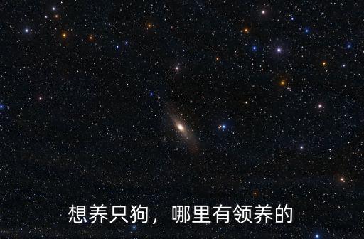想養只狗，哪里有領養的
