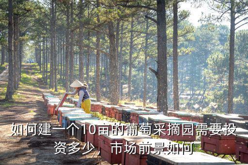 保定葡萄采摘園多少錢,怎樣經營好葡萄采摘園