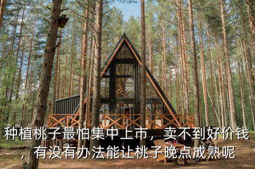 成都桃子樹苗哪里有賣,桃樹苗哪有賣的