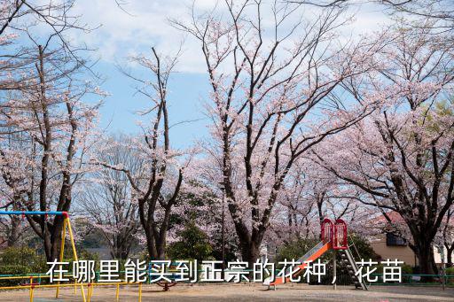 在哪里能買到正宗的花種，花苗