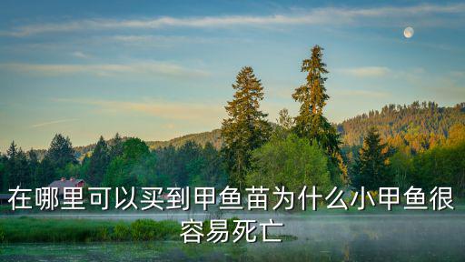 綿陽哪里有甲魚苗,在哪里可以買到甲魚苗