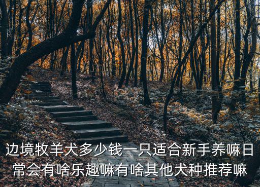 蕪湖邊境牧羊犬價格多少錢一只,邊境牧羊犬多少錢一只
