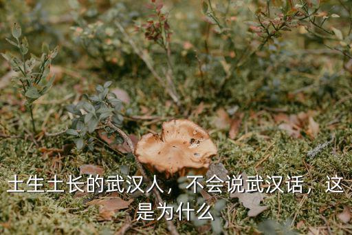 武漢話好了怎么說,不會說武漢話