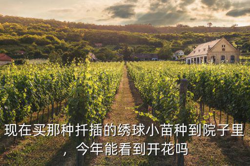 成都哪里能買到繡球花,成都哪里有養繡球的基地啊