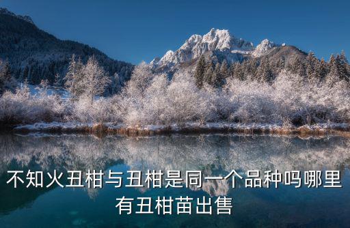 不知火丑柑與丑柑是同一個(gè)品種嗎哪里有丑柑苗出售